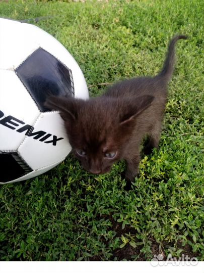 Котенок мальчик 1мес доставка бесплатно