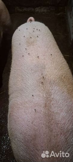 Хряк на племя