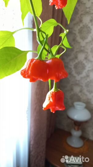 Перец красный острый. Продам семена