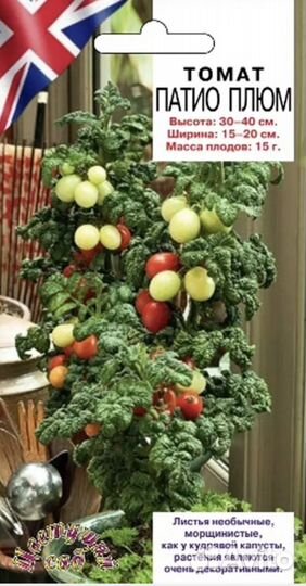 Рассада томат на окно Патио блек и патио плюм