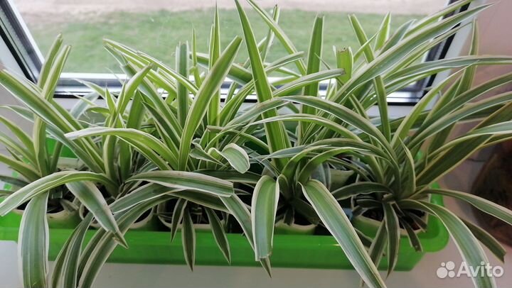 Хлорофитум