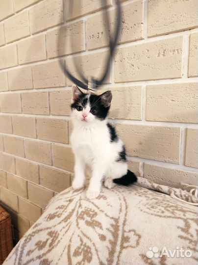 Котенок в любящие руки