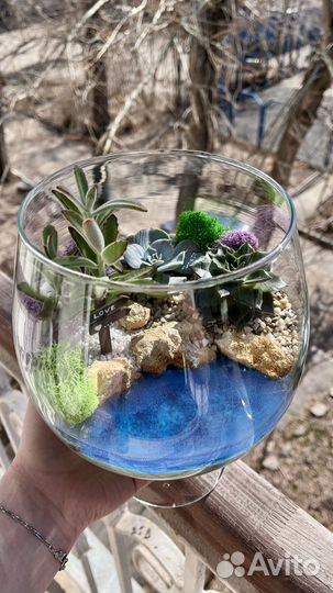 Флорариум, суккуленты