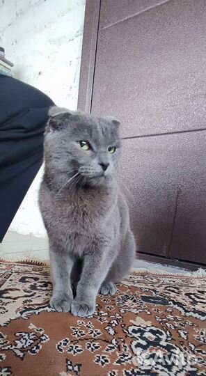 Кот вислоухий