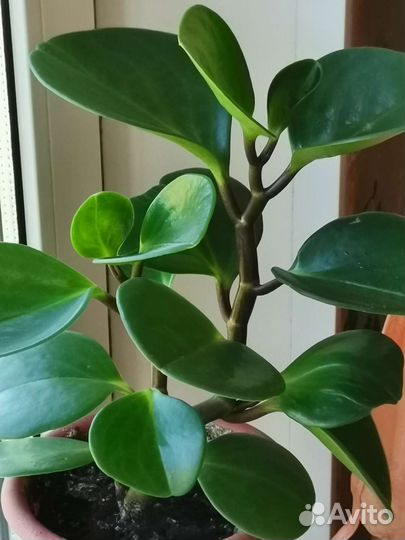 Пеперомия с бесплатной доставкой