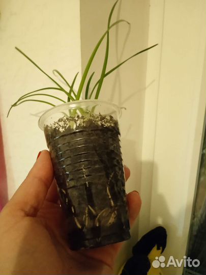 Зефирантес белый