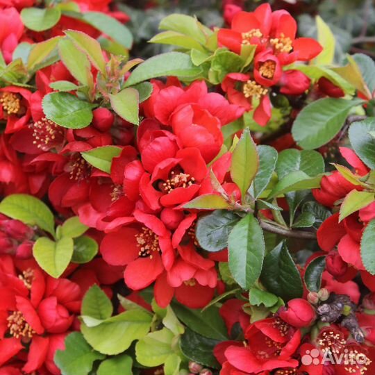 Айва японская саженцы