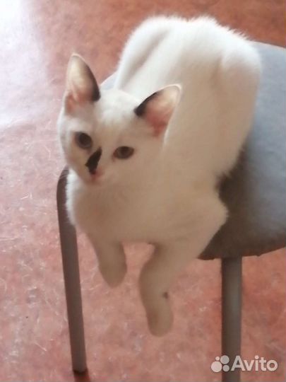 Сиамский кот