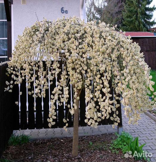 Саженцы Вербы обычная и на Штамбе