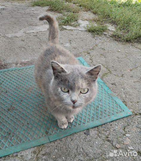Кошечки ищут дом