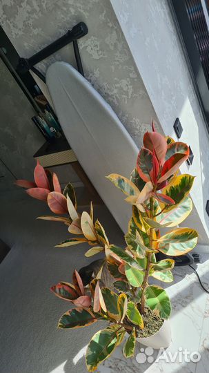 Фикус эластика