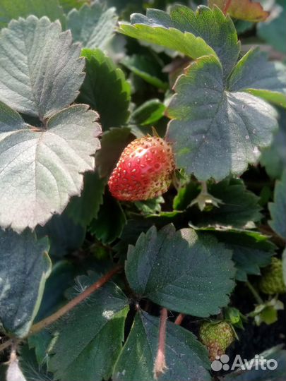 Клубника ремонтантная