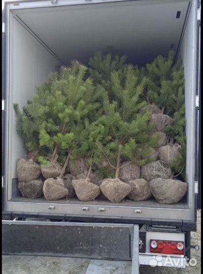 Сосна / Ель обыкновенная