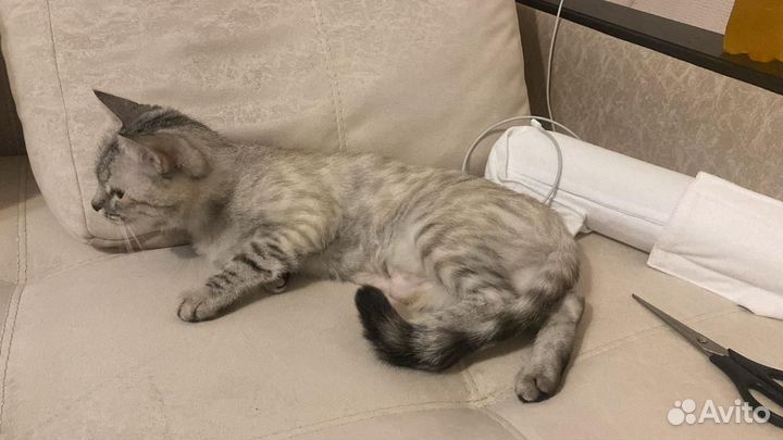 Отдам в добрые руки