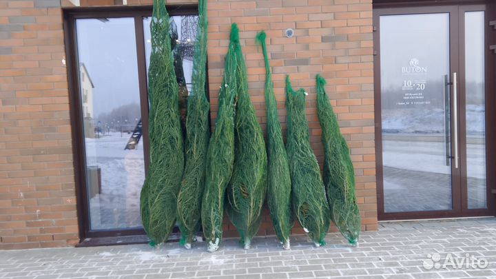 Живые елки на новый год
