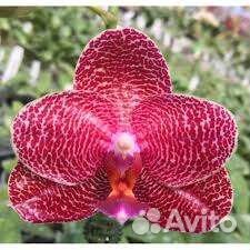 Орхидея фаленопсис Mituo King Eddy