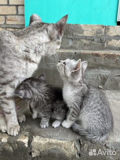 Котята в добрые руки