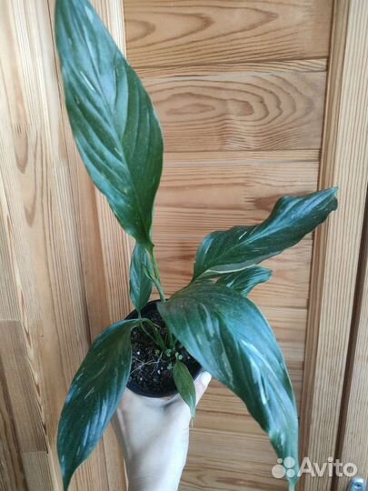 Спатифиллум Даймонд