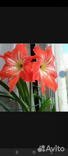 Гиппеаструм детки