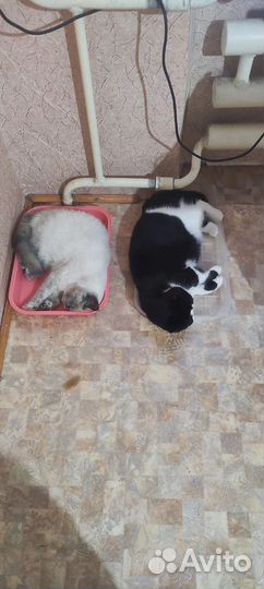 Экзотическая кошечка