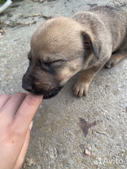Собаки щенки