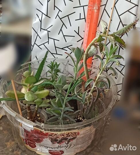 Суккуленты подборки готовые