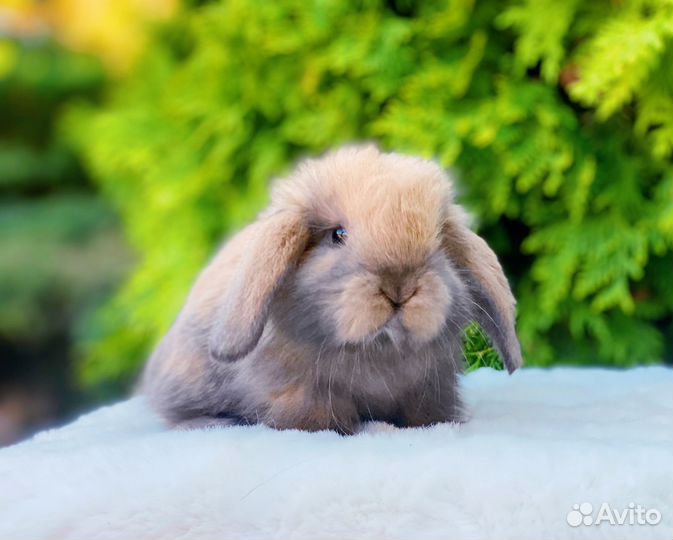 Малыши карликовые кролики