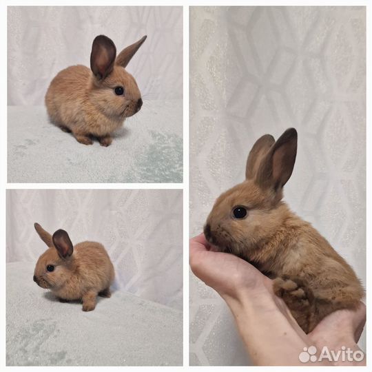Декоративные карликовые кролики