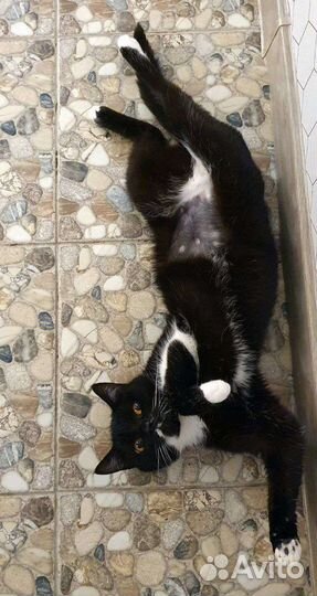 Кошечка Пи ищет дом :)