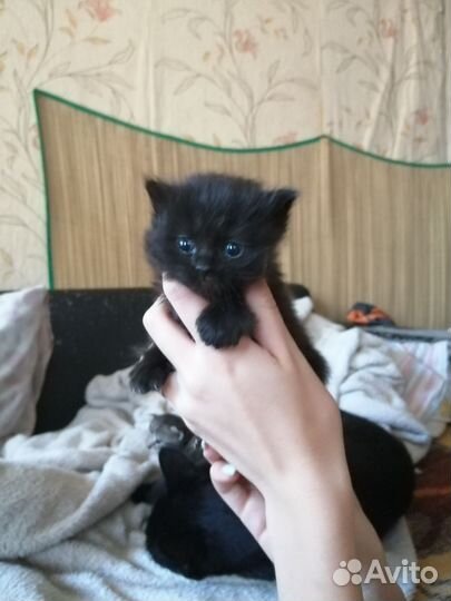 Британские котята