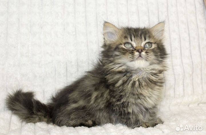 Котята манчкин