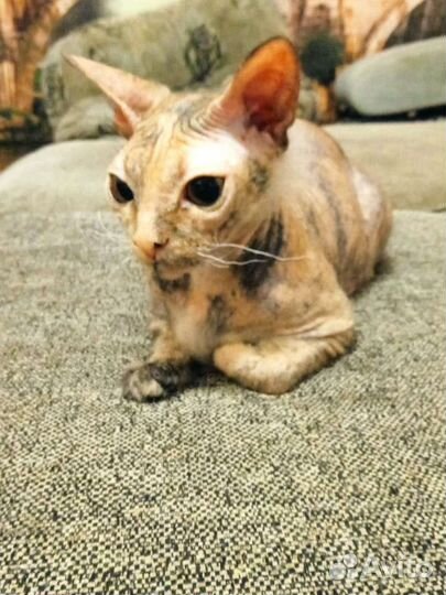 Донской сфинкс