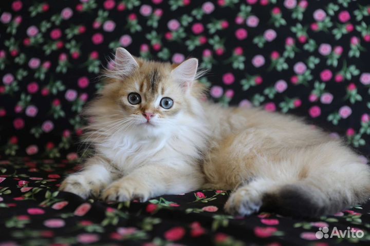 Британские котята шиншилла