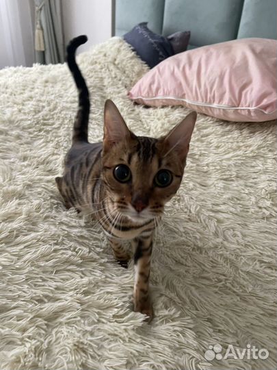 Отдам в добрые руки