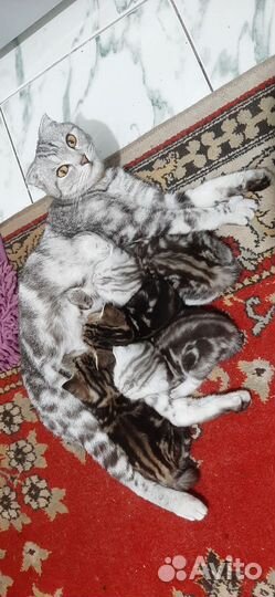 Продам котят