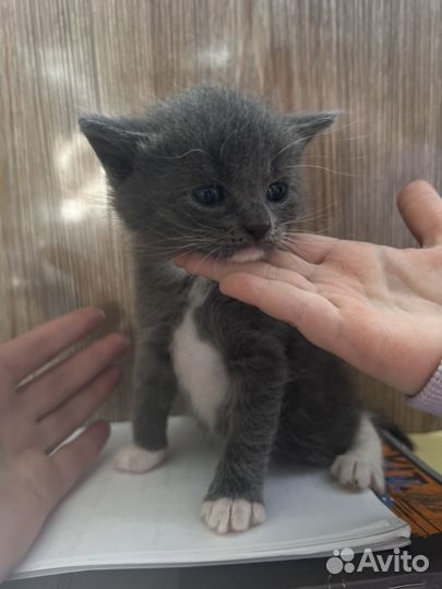 Котята в добрые руки 1 месяц