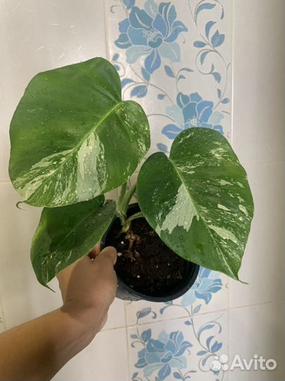 Монстера вариегатная Альба