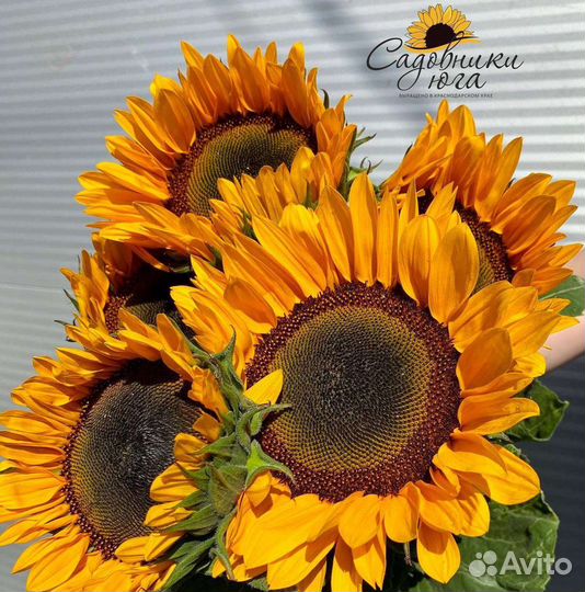 Подсолнух гелиантус собственое производство опт