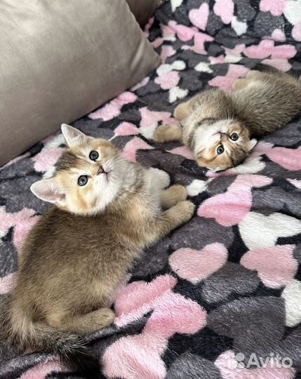 Шотландские котята