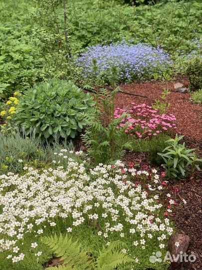 Многолетние растения, цветы, кустарники для сада