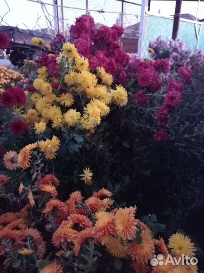 Хризантема корейская