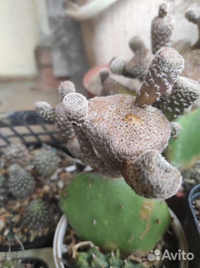 Кактусы редкие
