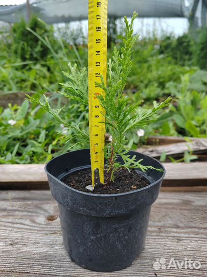 Туя, можжевельник