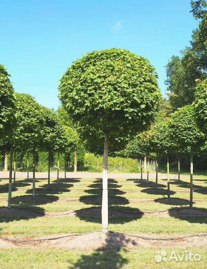 Клён на штамбе