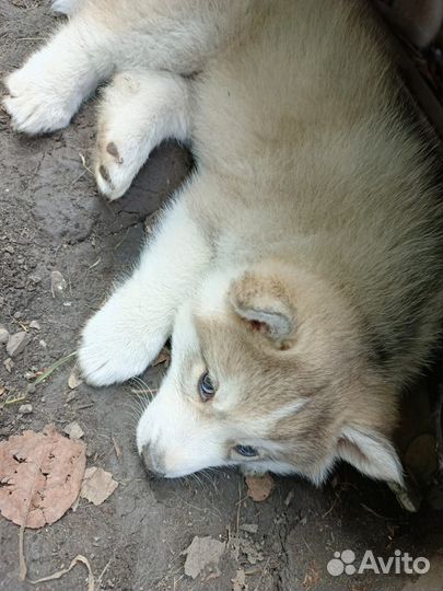 Щенки хаски