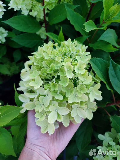 Гортензия метельчатая