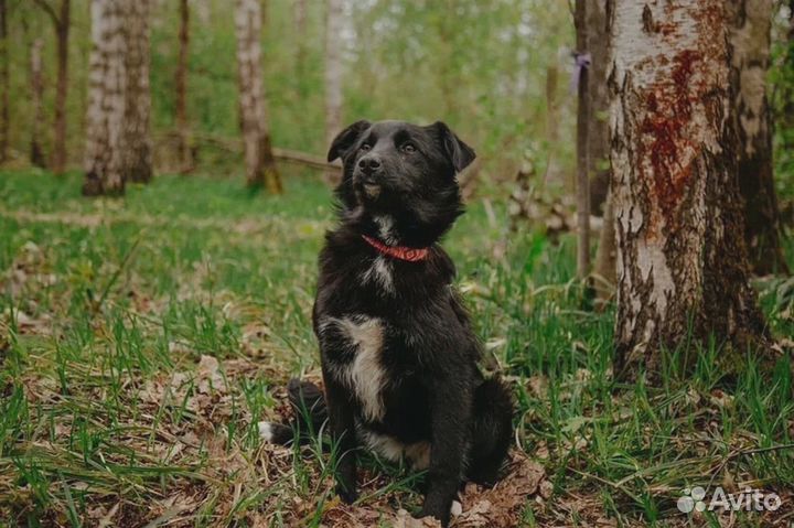 Робость и тепло