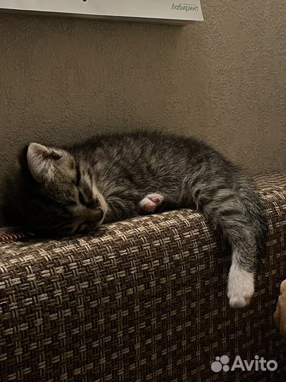 Котики в добрые руки