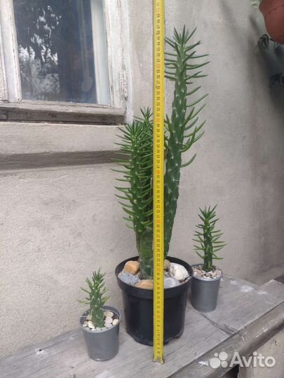 Кактус из Турции