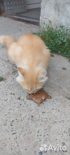 Котик ищет хозяина